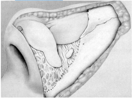  Figura 6. Straturile anatomice ale piramidei nazale     1. Plan superficial (ţesuturile moi)      2. Plan mijlociu (cadrul osteo-cartilaginos)