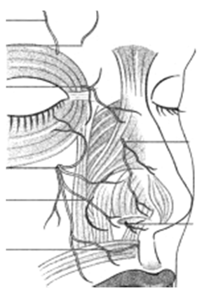 Figura 12. Inervaţia senzitivă a piramidei nazale N.supraorbitar; N.supratrohlear; N.infratrohlear; N.etmoidal ant. (rm.ext.); N.infraorbitar; N.nazopalatin.