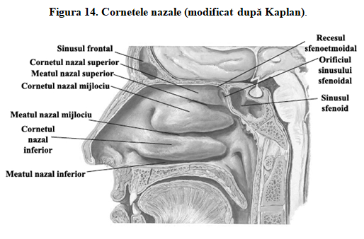 Figura 14. Cornetele nazale (modificat după Kaplan).               