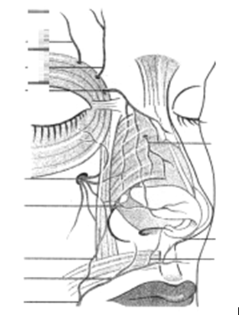 Figura 11. Vascularizaţia arterială a piramidei nazale A. supraorbitară; A. supratrohleară; A. dorsum nazal; A. etmoidală ant. (ram.ext);    A. infraorbitară; A. Facială (Rm.angulară; Rm.buzei superiore)