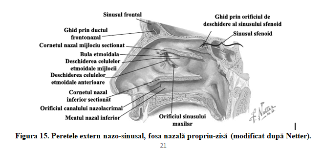 Figura 15. Peretele extern nazo-sinusal, fosa nazală propriu-zisă (modificat după Netter).
