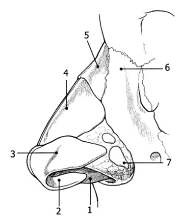 Figura 7. Scheletul piramidei nazale     1. Septul nazal;      2. Ram medial cartilaj alar;      3. Ram lateral cartilaj alar;      4. Cartilaj lateral;     5. Os nazal propriu;      6. Apofiza ascendentă maxilar;      7. Cartilaje sesamoide.